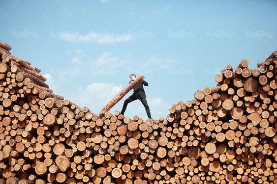 چوب بری تنه درخت نجاری انبار چوب