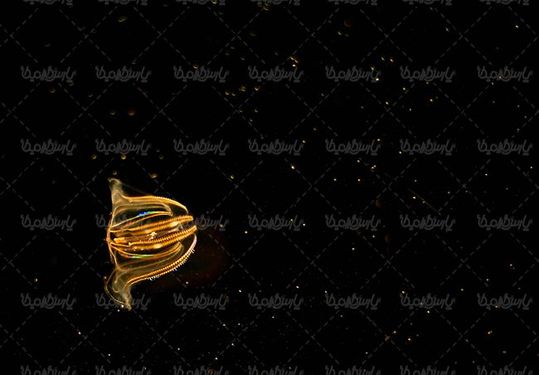منظره زیر دریا عروس دریایی