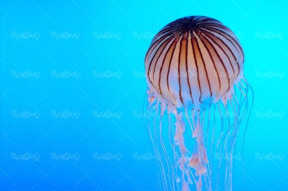 منظره زیر دریا عروس دریایی