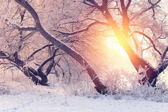 منظره زمستانی برف طبیعت زمستان درخت
