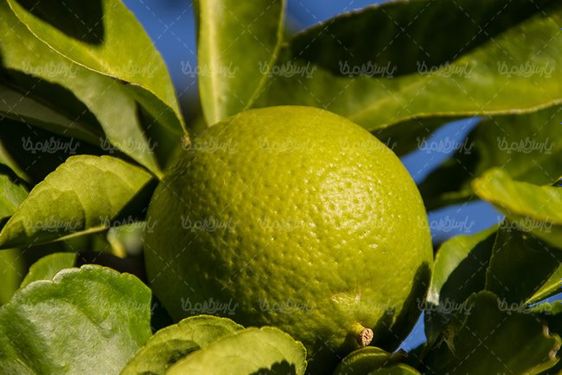 لیمو ترش آبلیمو طبیعی میوه فروشی
