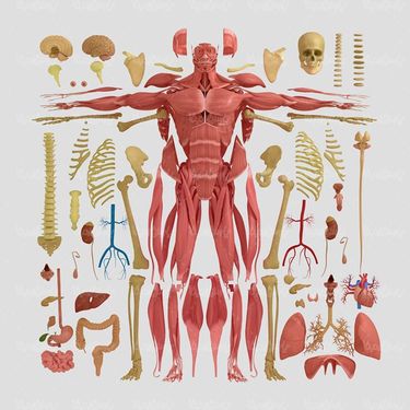 آناتومی بدن ماهیچه های بدن استخوان های بدن