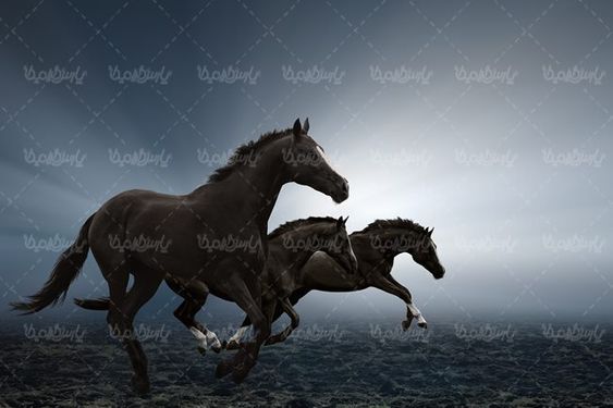 پرورش اسب اسب وحشی