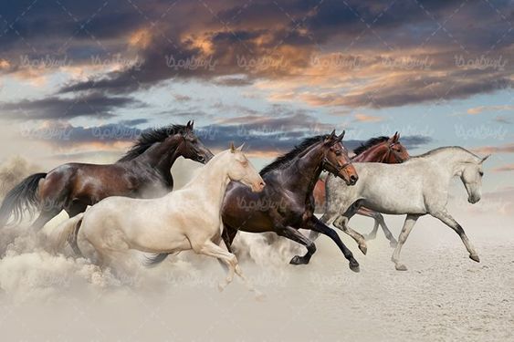 پرورش اسب اسب وحشی
