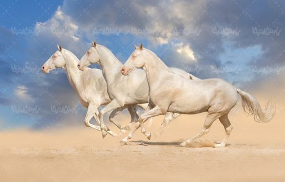 پرورش اسب اسب وحشی