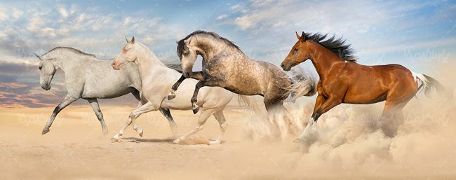 پرورش اسب اسب وحشی