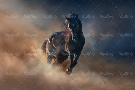 پرورش اسب اسب وحشی