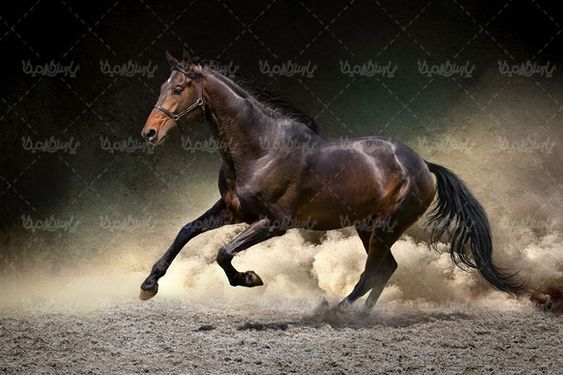پرورش اسب اسب وحشی