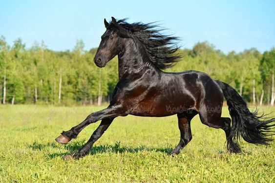 پرورش اسب اسب وحشی