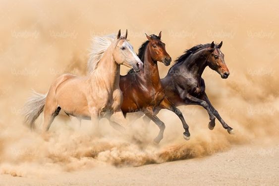 پرورش اسب اسب وحشی