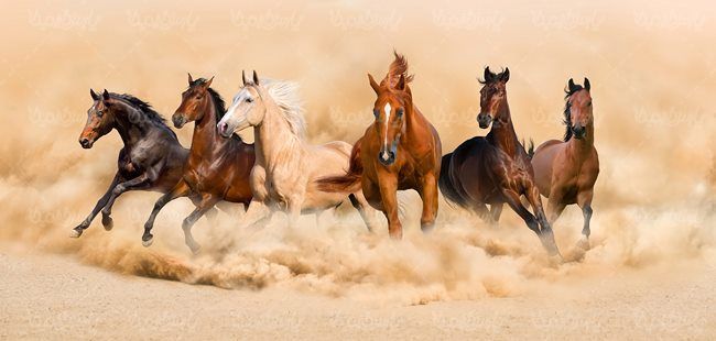 پرورش اسب اسب وحشی
