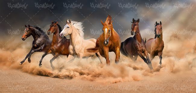 پرورش اسب اسب وحشی
