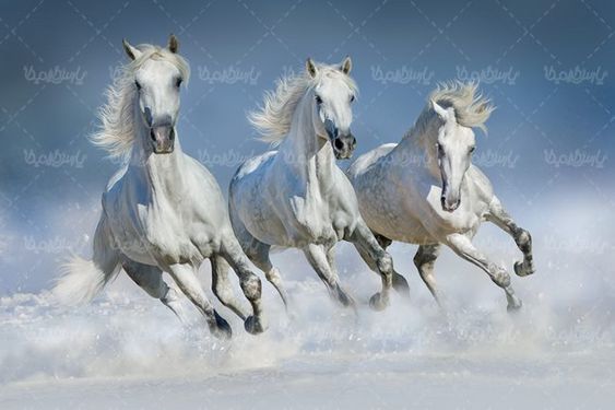 پرورش اسب اسب وحشی