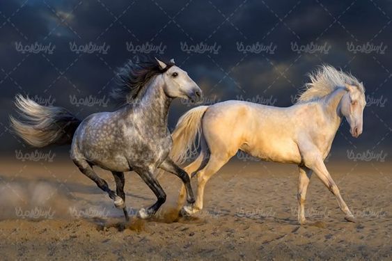 پرورش اسب اسب وحشی