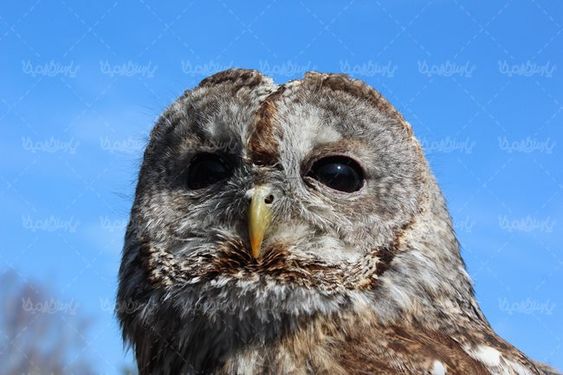 جغد پرندگان چشم جغد پرنده شوم