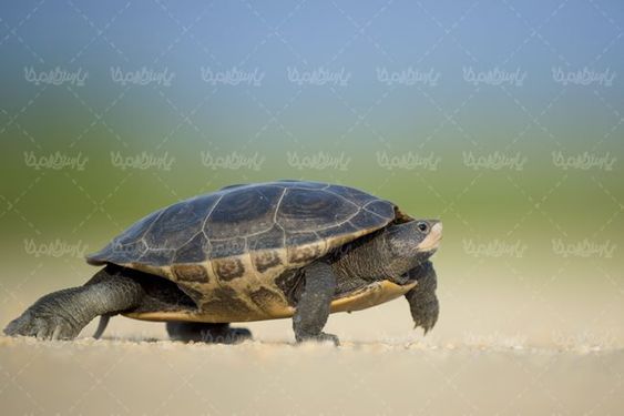 لاکپشت حیوان حیوان دوزیست