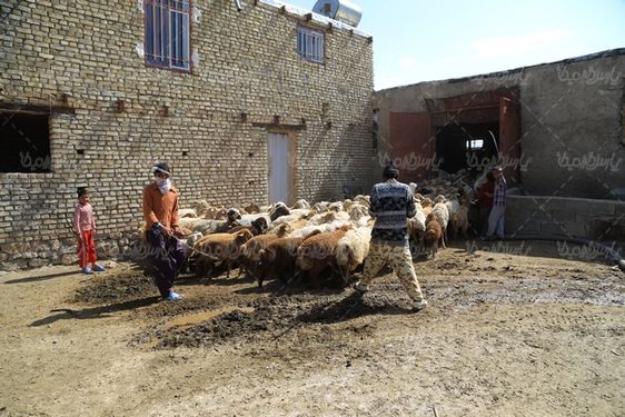 تصویر با کیفیت گله گوسفند
