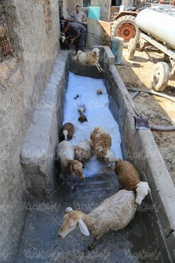 حمام کنه ضدایی گوسفندان