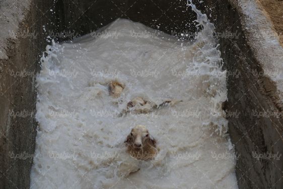 حمام کنه ضدایی گوسفندان