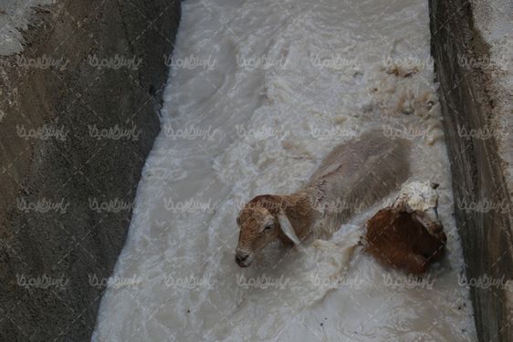 حمام کنه ضدایی گوسفندان