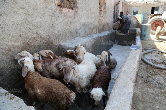 تصویر با کیفیت حمام کنه ضدایی گوسفندان