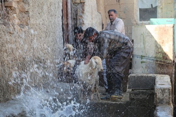 تصویر با کیفیت حمام کنه ضدایی گوسفندان