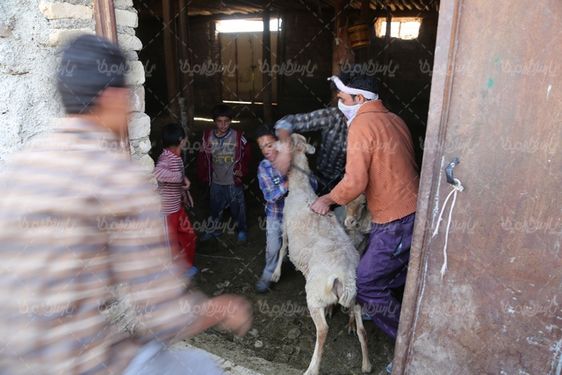 تصویر با کیفیت حمام کنه ضدایی گوسفندان
