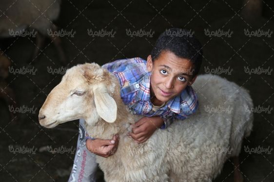 تصویر با کیفیت حمام کنه ضدایی گوسفندان