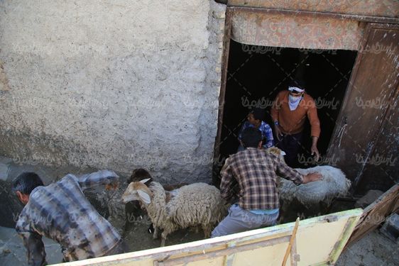 حمام سم گوسفند