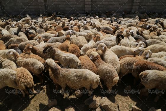 تصویر گله گوسفند