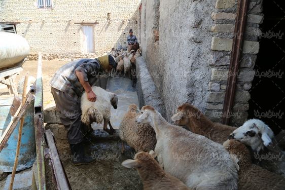 حمام کردن گوسفندان