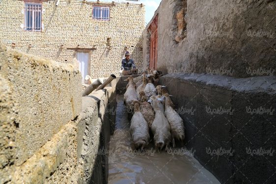 تصویر با کیفیت حمام کردن گوسفندان