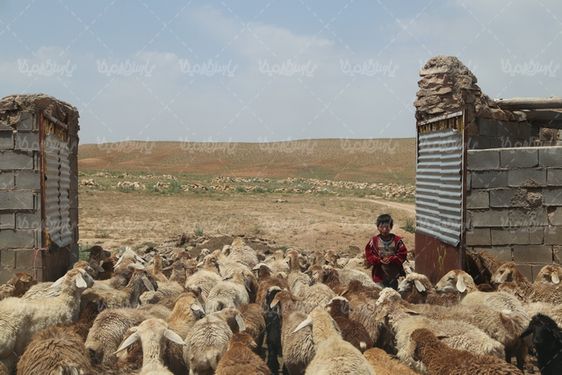 گوسفندان شسته شده