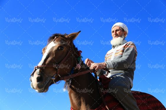 عکس با کیفیت اسب ترکمن
