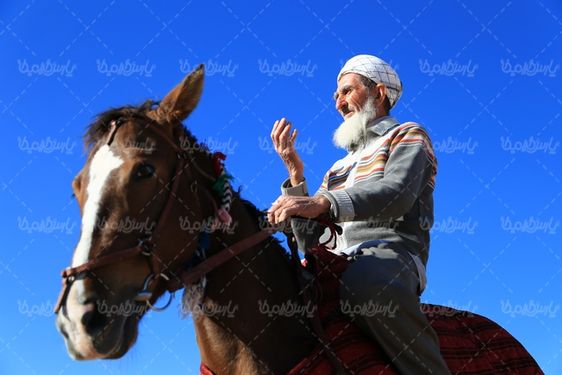 عکس با کیفیت اسب ترکمن