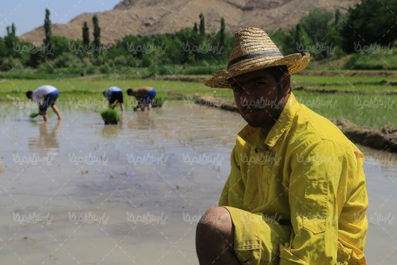 عکس با کیفیت شالیکاری