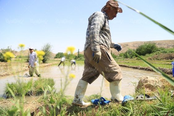 عکس با کیفیت شالیکاری