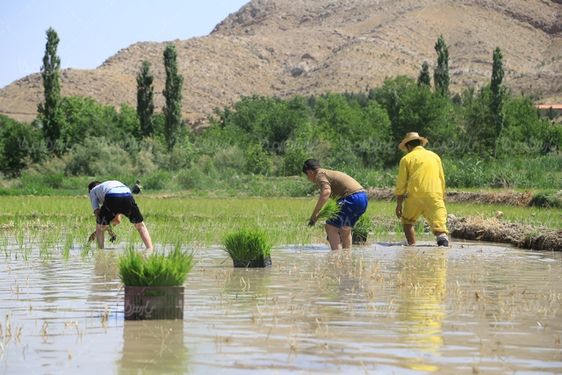 دانلود عکس با کیفیت شالیکاری