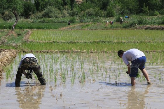 دانلود عکس با کیفیت شالیکاری