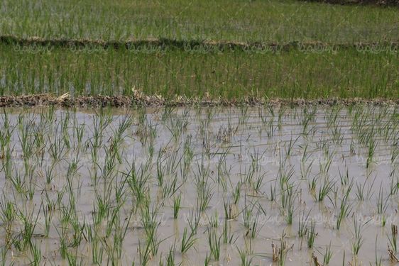 تصویر با کیفیت شالیزار