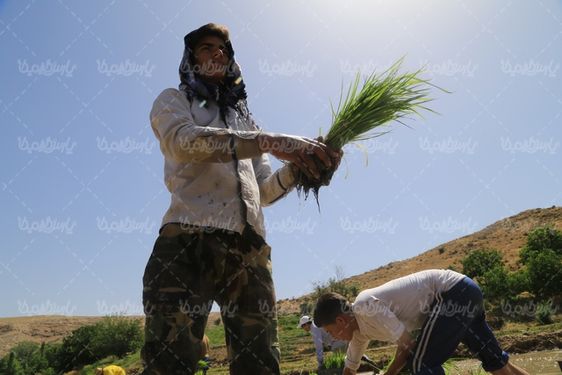 تصویر با کیفیت شالیزار