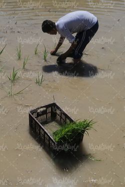 تصویر با کیفیت شالیزار