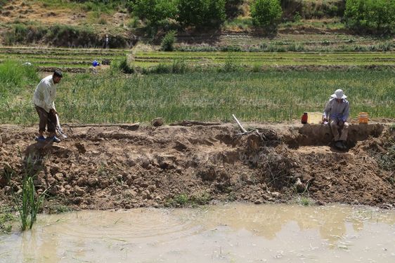 دانلود تصویر با کیفیت شالیزار