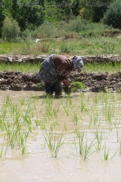 دانلود عکس شالیکاری