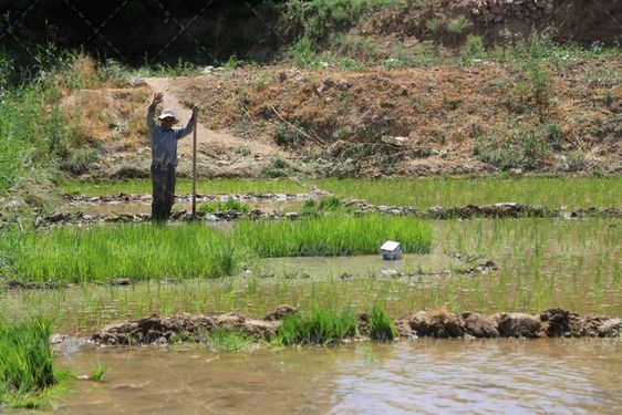 دانلود تصویر شالیزار