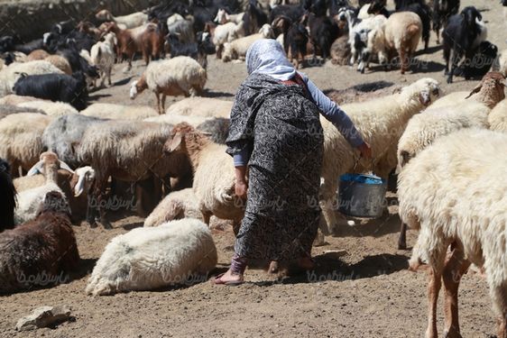 تصویر دوشیدن شیر گوسفندان