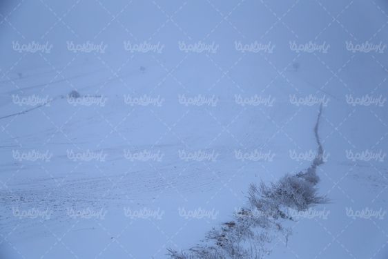 درخت پوشیده از برف