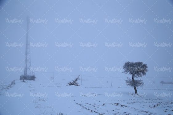 درخت پوشیده از برف