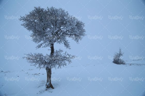 درخت پوشیده از برف