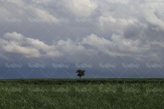 منظره سرسبز